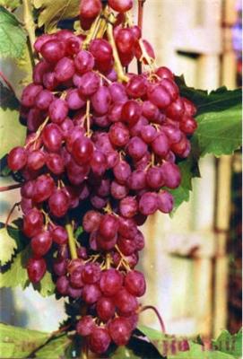 Виноград София