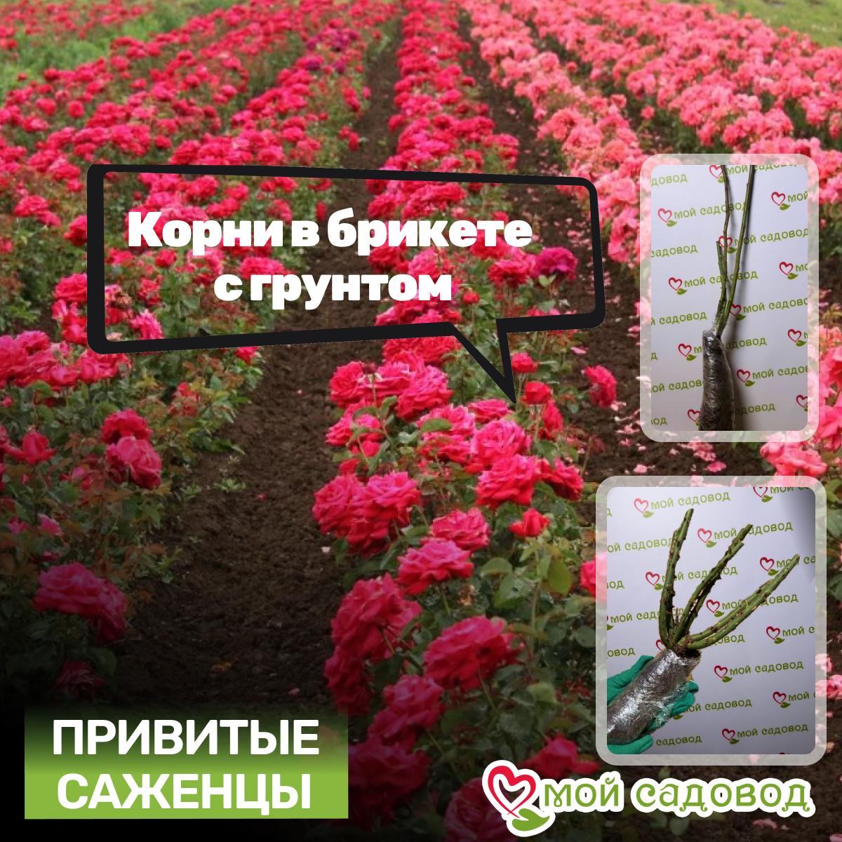 Роза Лав Сонг флорибунда